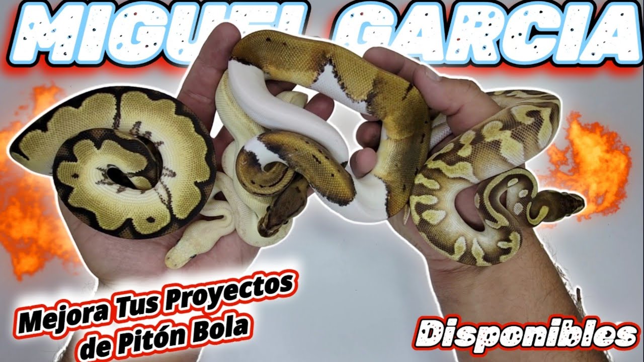 PITÓN BOLA PARA PROYECTOS DE PIED CLOWN DG Y HYPO | DISPONIBLES | @miguelgarciareptiles5864