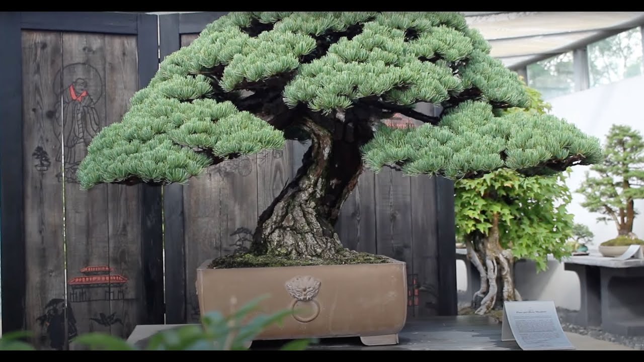European Bonsai