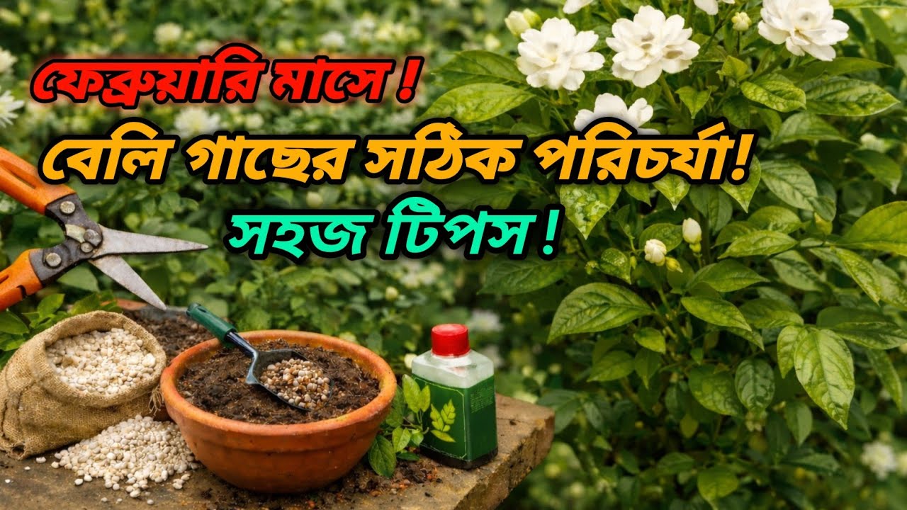 ফেব্রুয়ারি মাসে বেলি গাছের সঠিক পরিচর্যা | বেশি ফুল পাওয়ার সহজ টিপস! 