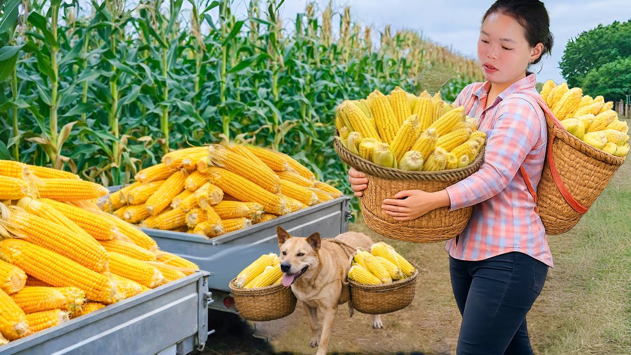 Harvesting corn, how to make braised pork, catching giant fish to sell at the market