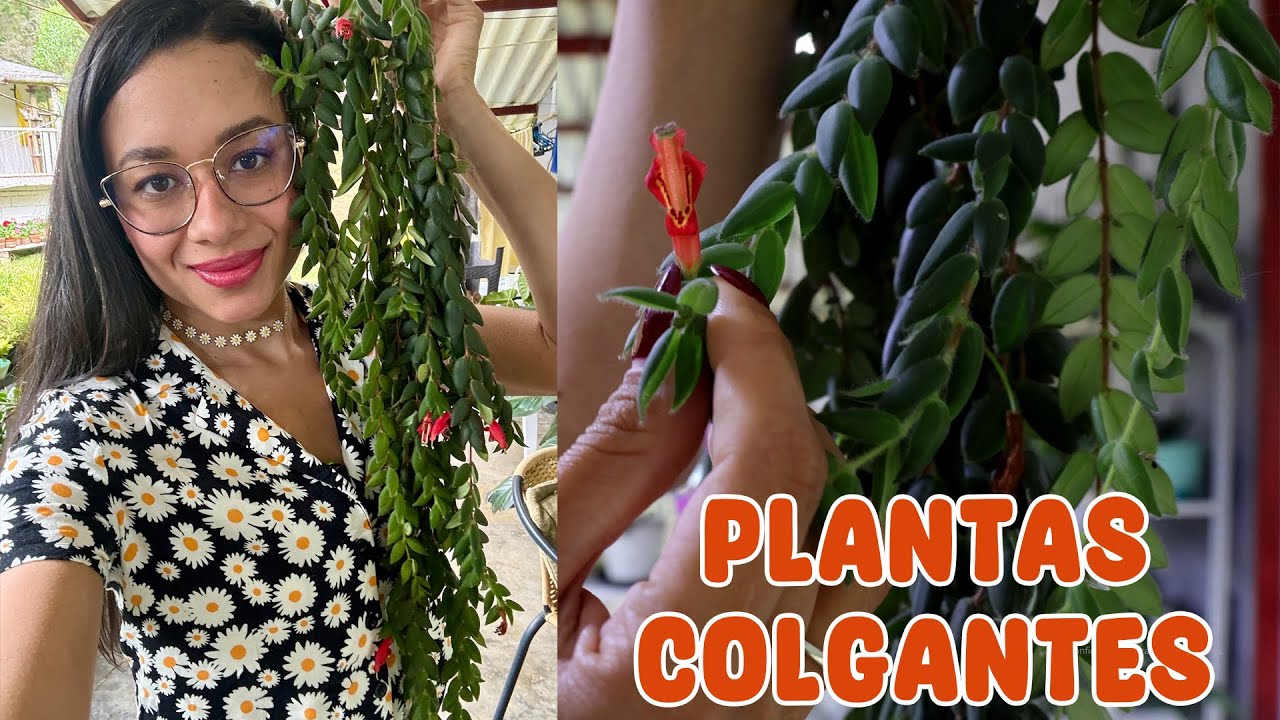 Plantas colgantes hermosas y las mejores opciones para tener adentro de la casa | Candy Bu