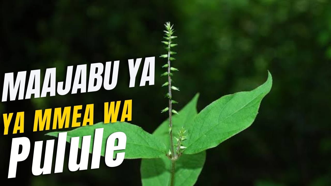MAAJABU YA MMEA WA PULULE