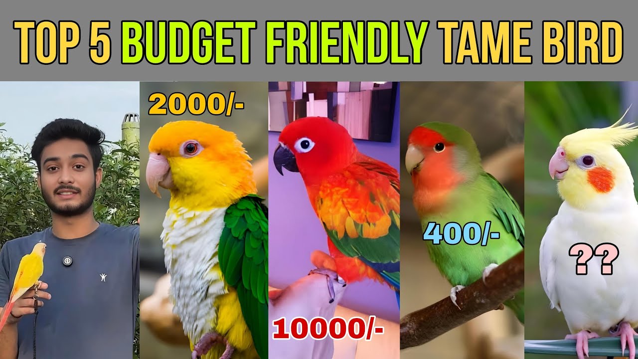 Top 5 Budget Friendly Tame Birds 🦜