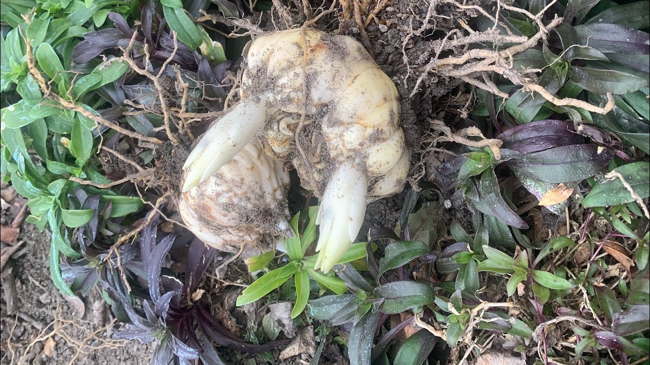 2. შროშანების გადარგვა.