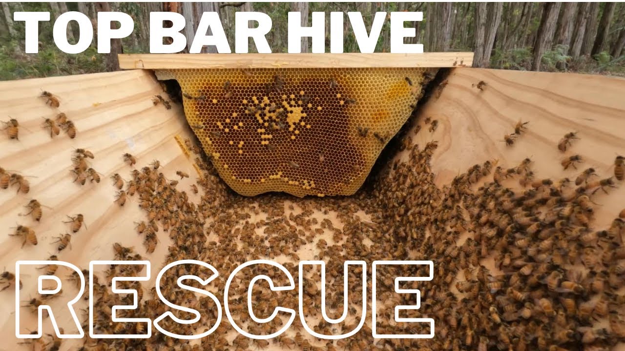 Trying My Best to Save a Top Bar Hive with a Transplant of Bees.  5/2/23 aussiebeekeeping