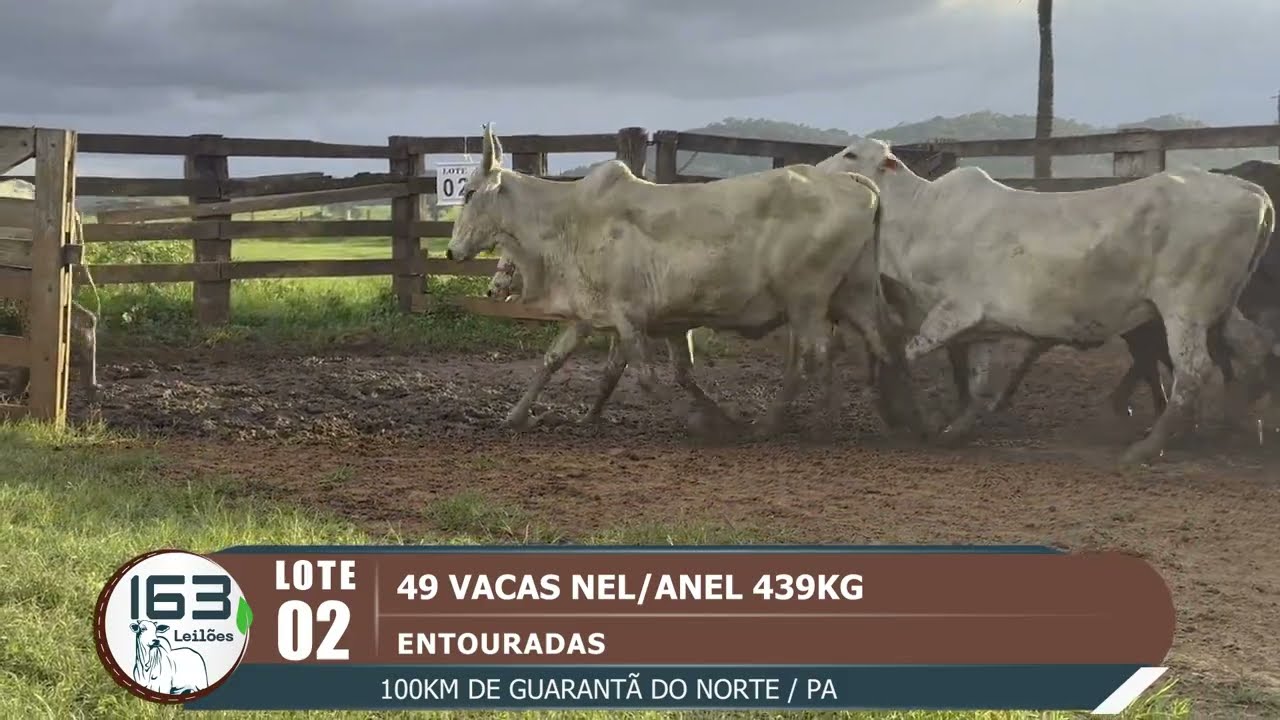 lote 02