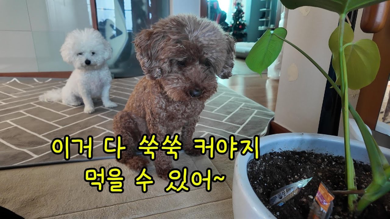 아빠 말 믿고 치약껌 자라길 기다리는 강아지