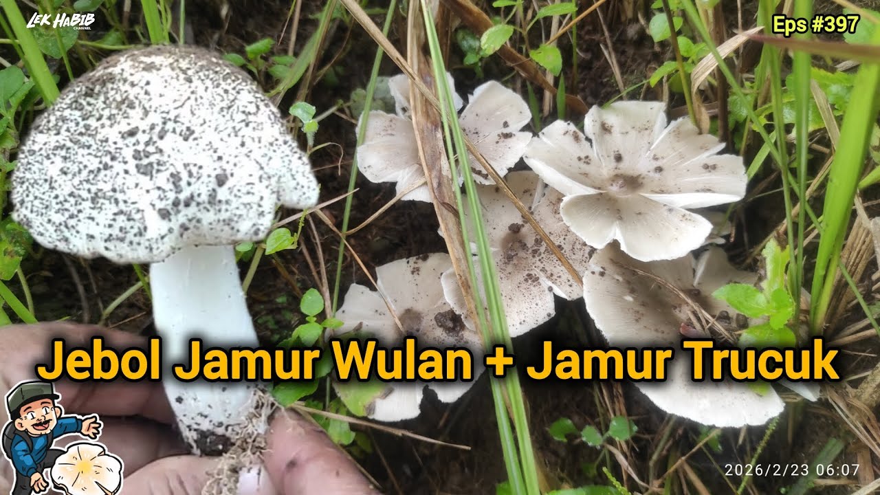 Ternyata Jamur Trucuk 'e Tukul Lagi Bolo..!! | Mencari Jamur Liar Eps #397 