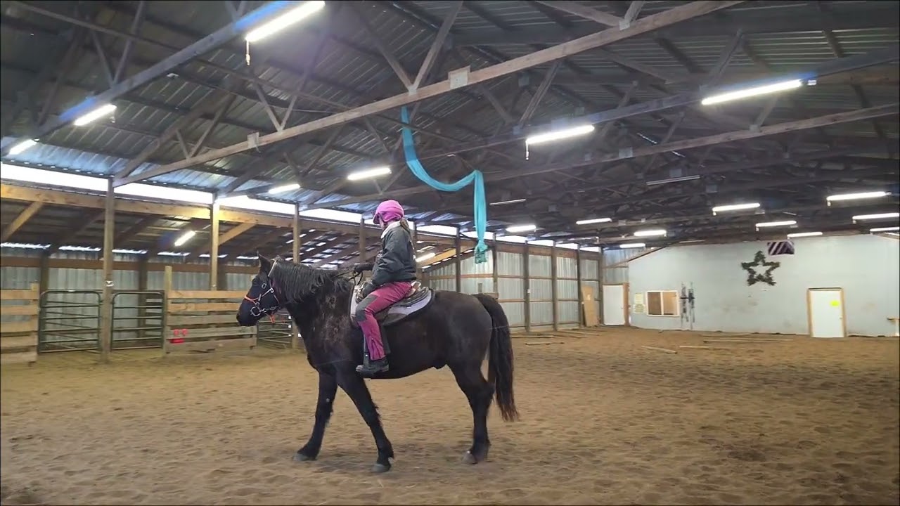 Atticus - MFT Gelding - Arena work 