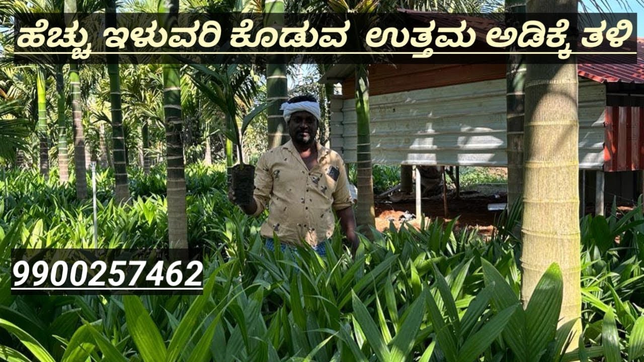 ಅಡಿಕೆ ಬೆಳೆಸುವವರು ಪ್ರಥಮತಹ ಆಯ್ಕೆ ಮಾಡಬೇಕಾದ ತಳಿ. ಉತ್ತಮ ತಳಿಯನ್ನು ಆಯ್ಕೆ ಮಾಡಿದ ಮೇಲೆಮುಂದಿನ ಬಹುತೇಕ ಕೆಲಸ ಸುಲಭ.
