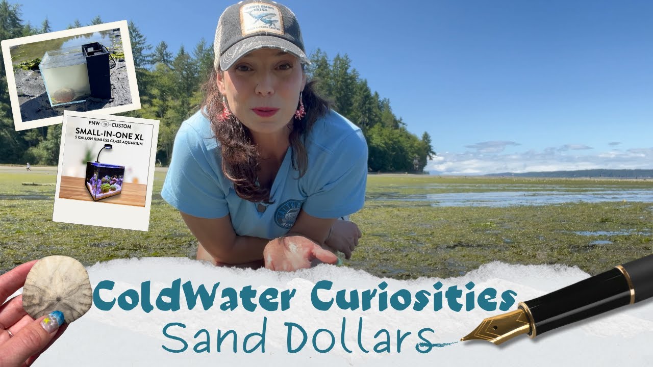 Coldwater Curiosities-5 Sand Dollars