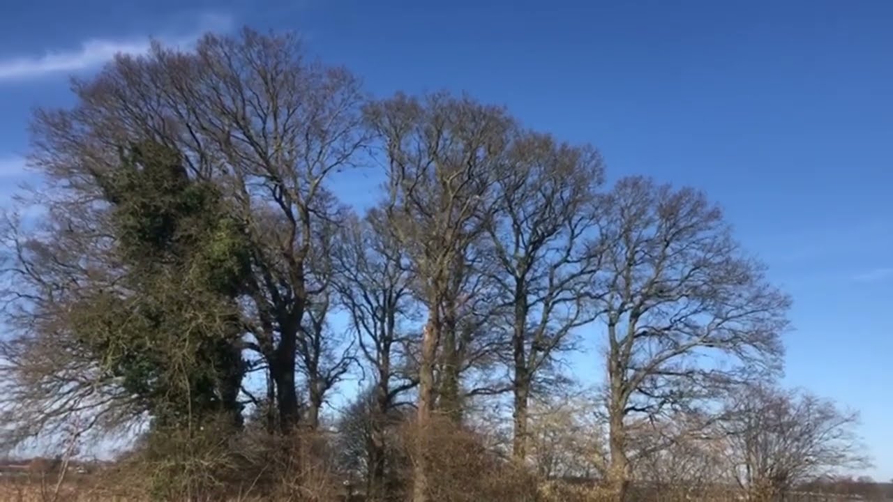 Nature Scenery & Ambience | Green Fields, Trees, Pathways & Birdsong