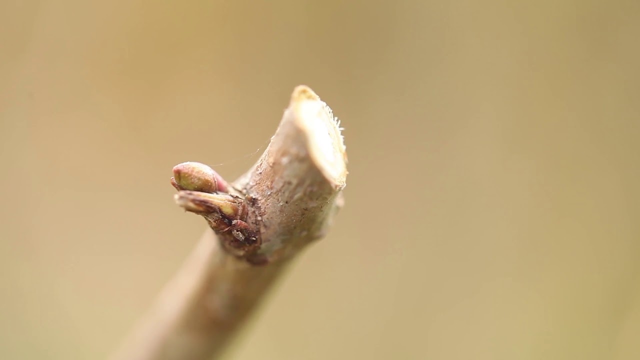 Potatura Arbusti: come potare gli arbusti da giardino | Leroy Merlin