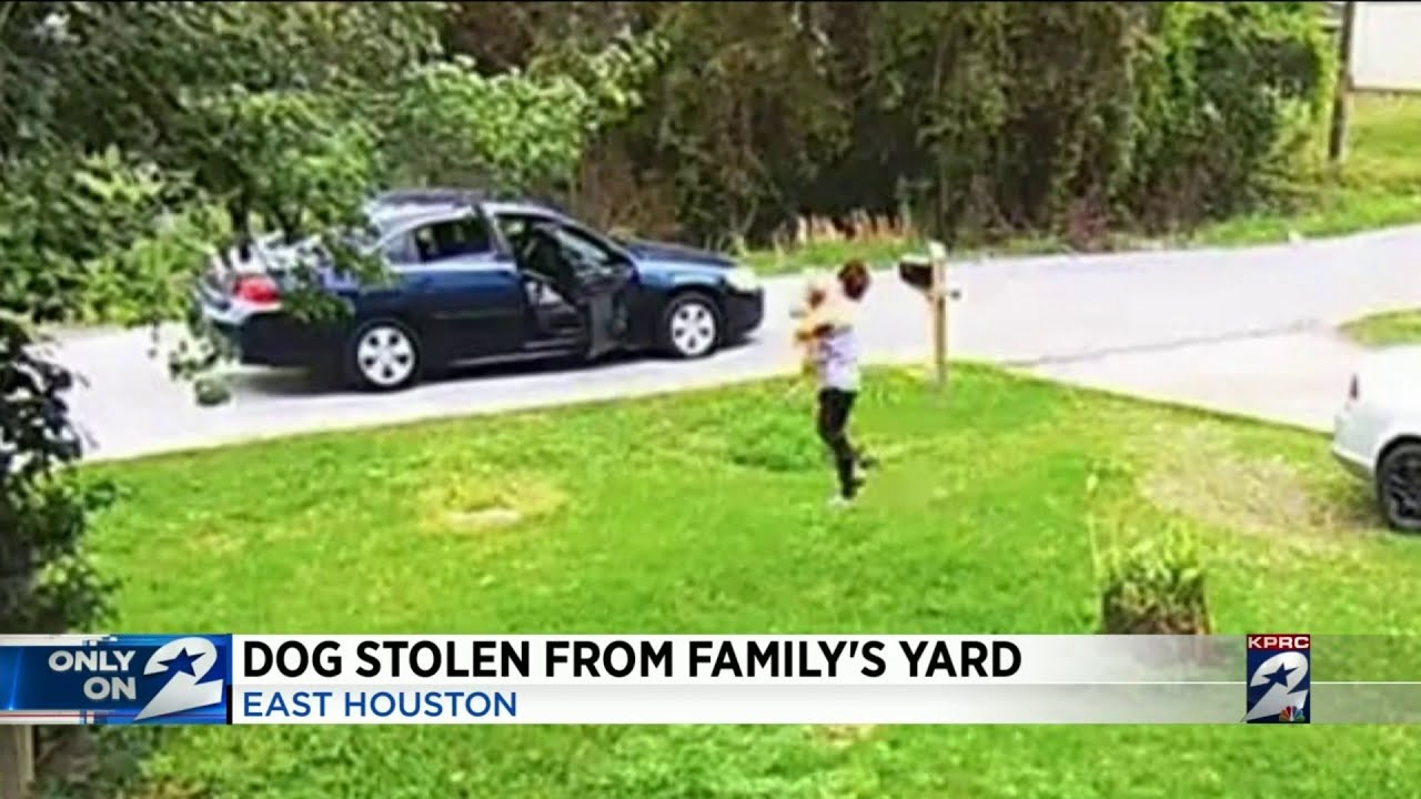 Dog Stolen From Family's Yard