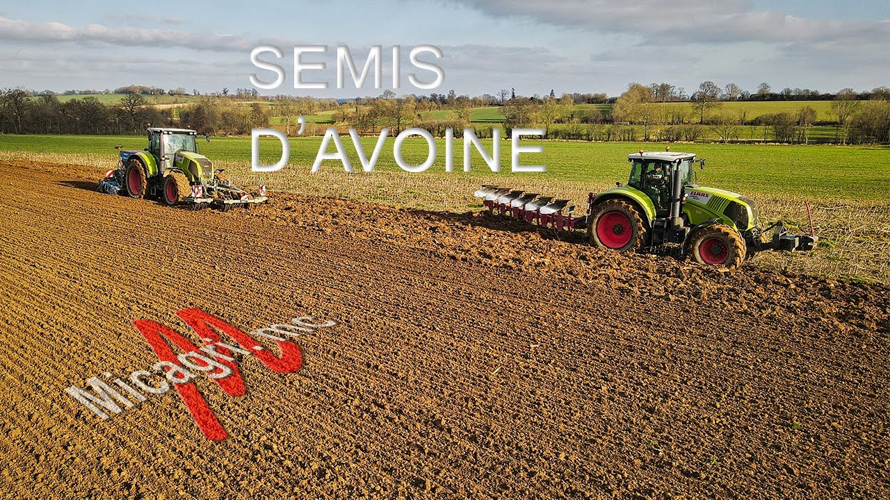 Semis d'Avoine