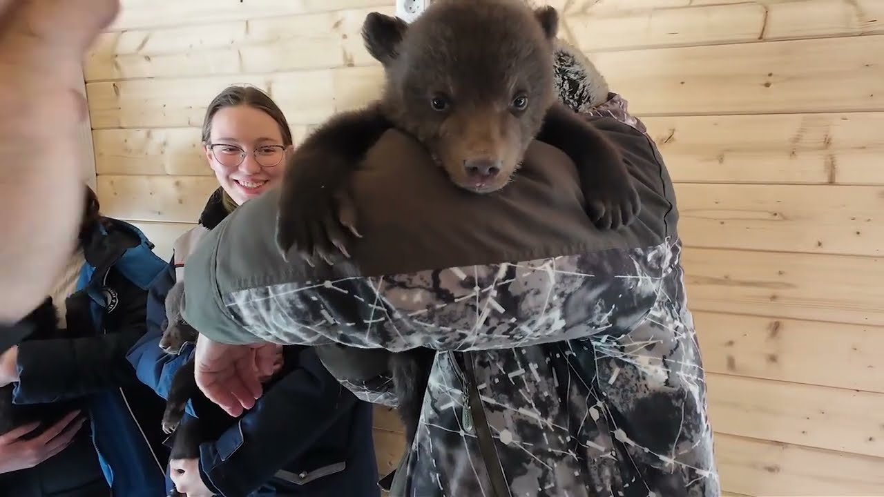 Спасённые медвежата обживаются в центре реабилитации