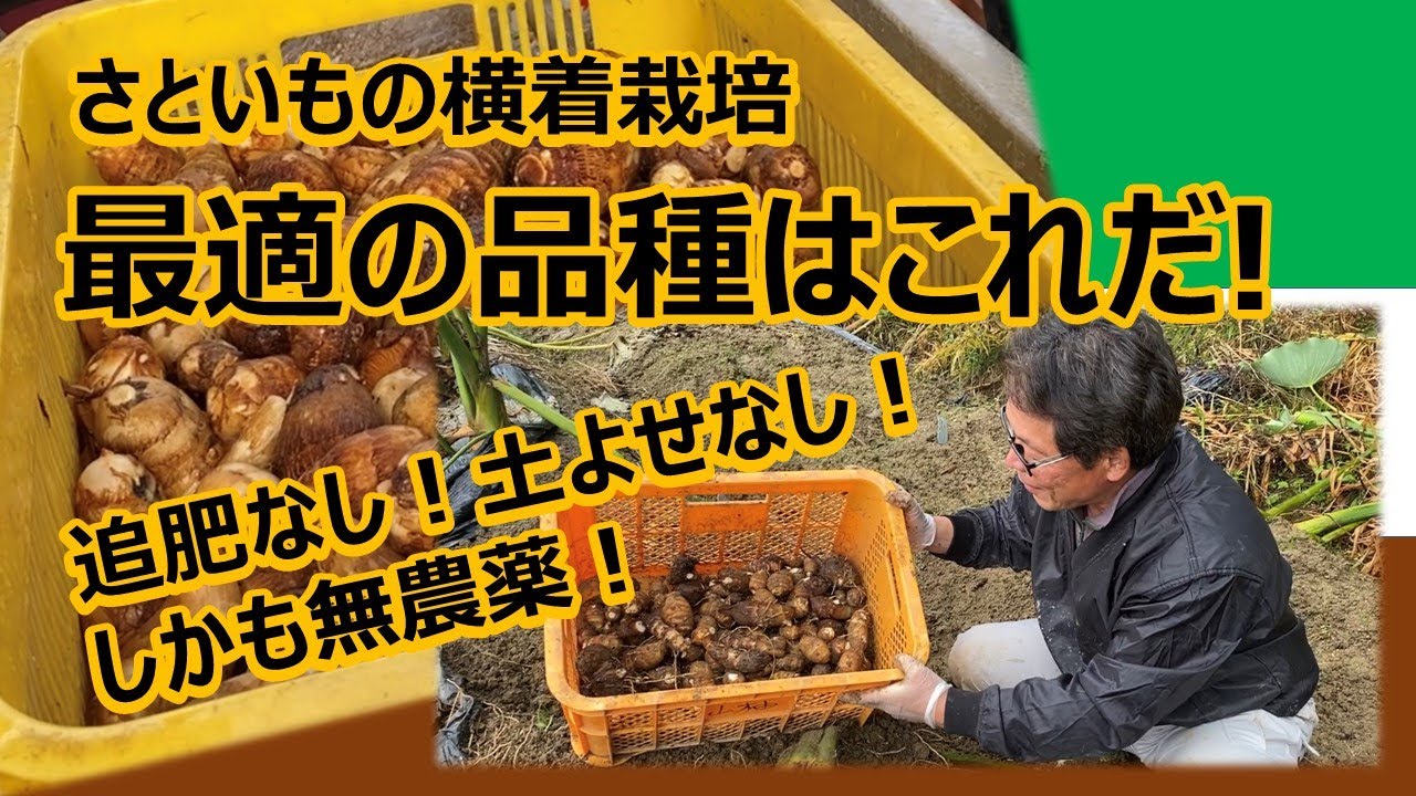 【さといも栽培】追肥なし！土よせなし！しかも無農薬！さといもの横着栽培に適した品種はこれだ！