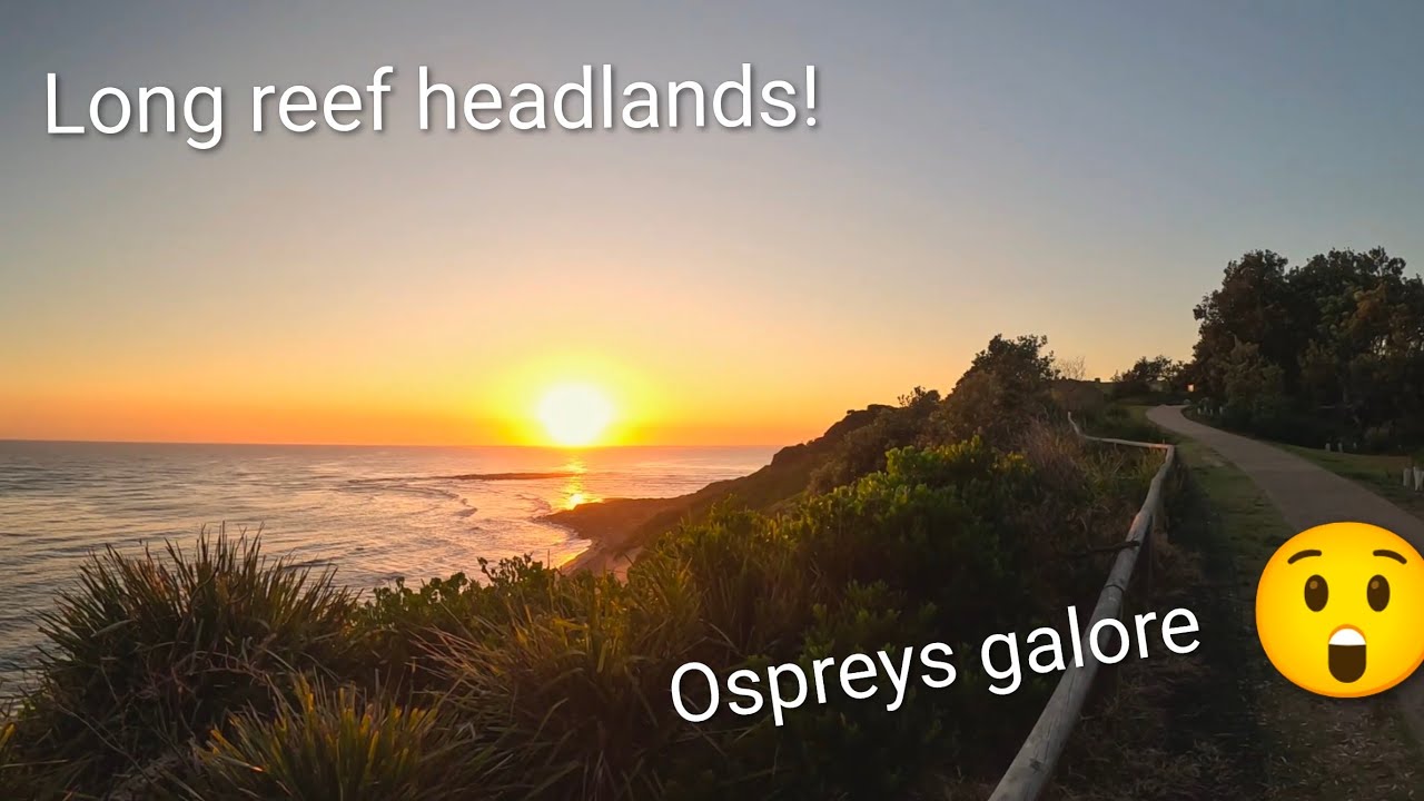 Long reef headland // bird photography pov Osprey!!