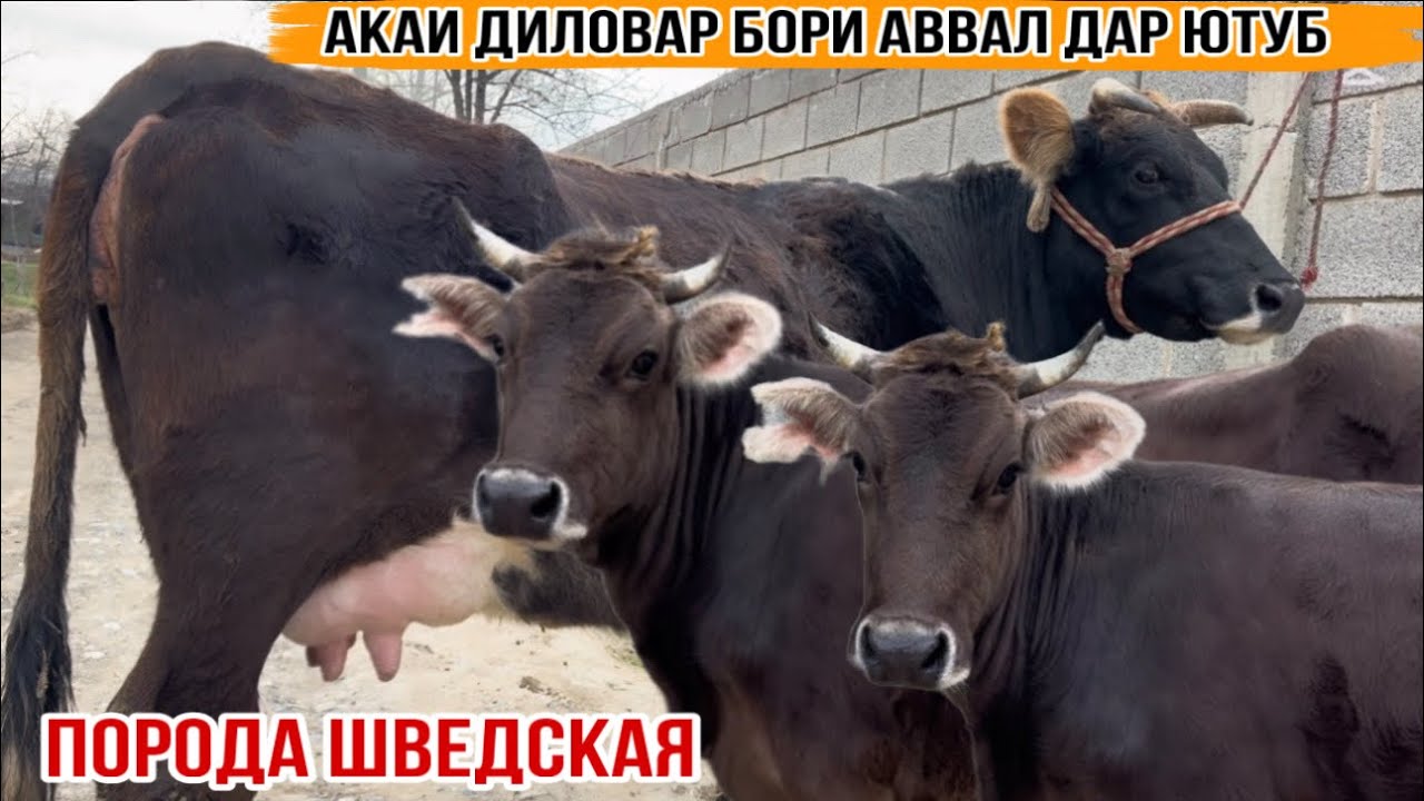 ПОРОДА ШВЕДСКАЯ АЗ АКАИ ДИЛОВАР 26 февраля 2026 г.