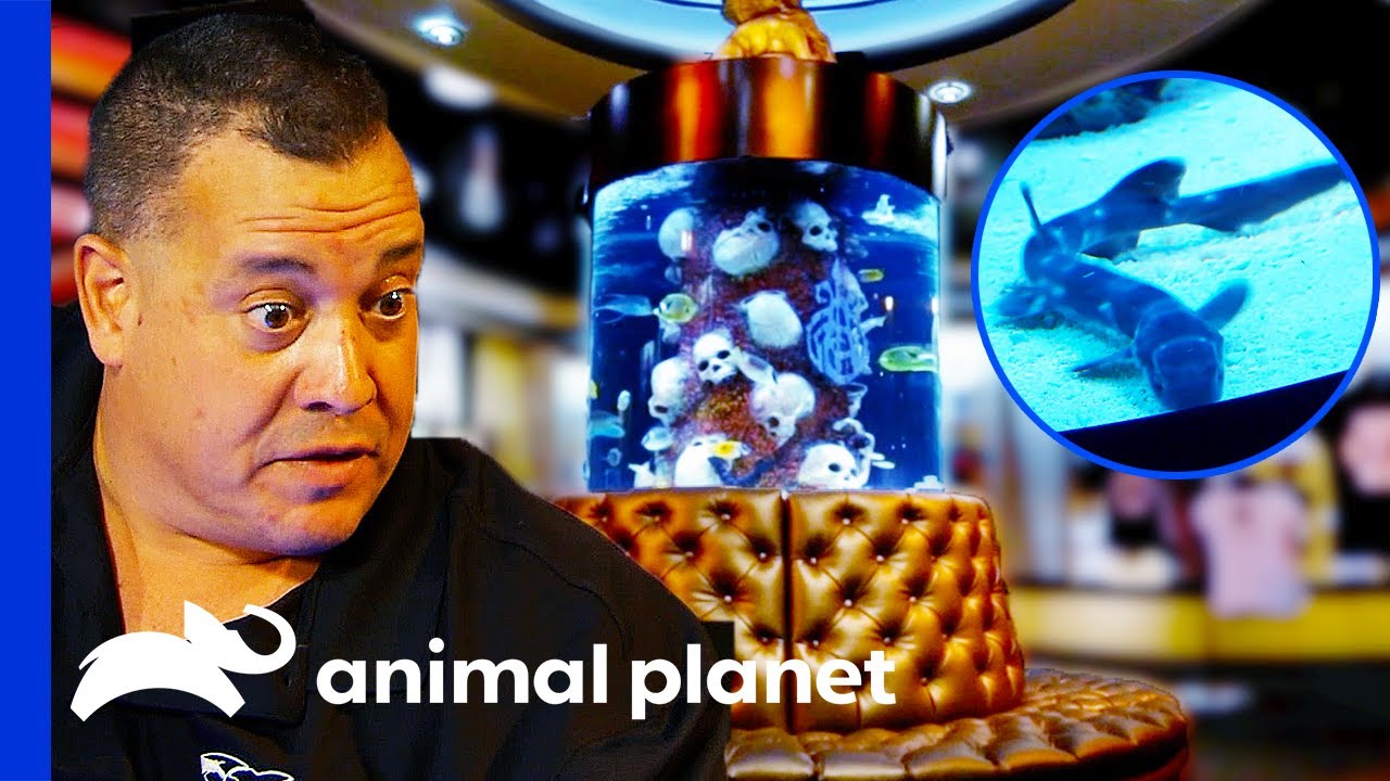 Brett and Wayde Put Sharks in a Clothing Store Tank | Tanked