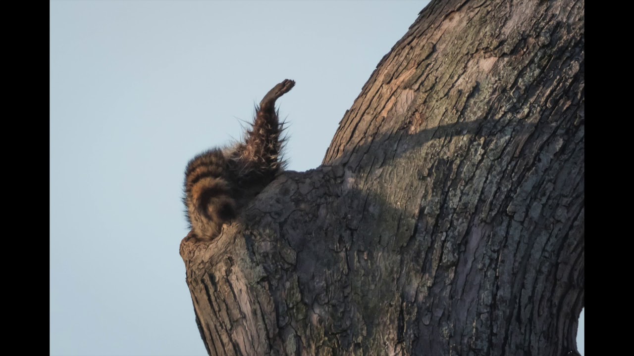 Racoon Going Into Hole In Tree 3-21-18