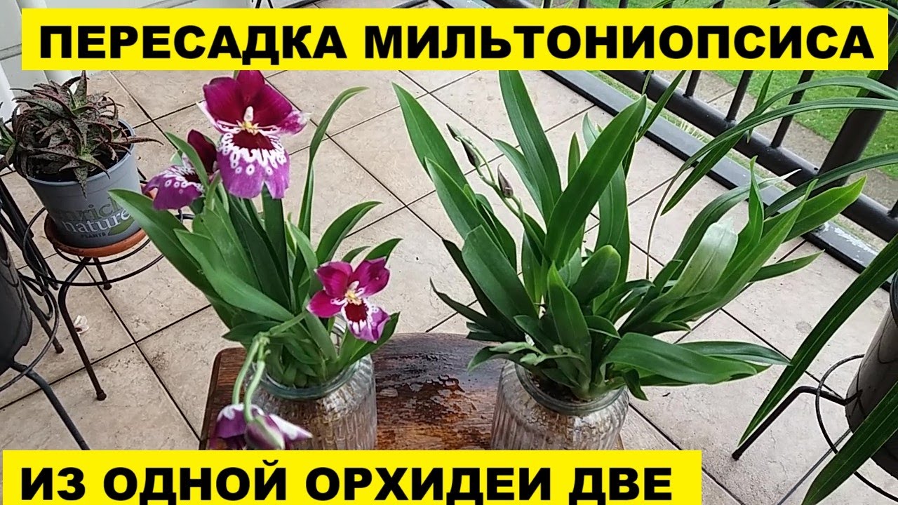 ПЕРЕСАДКА ОРХИДЕИ МИЛЬТОНИОПСИС..ИЗ ОДНОЙ СТАЛО ДВЕ!
