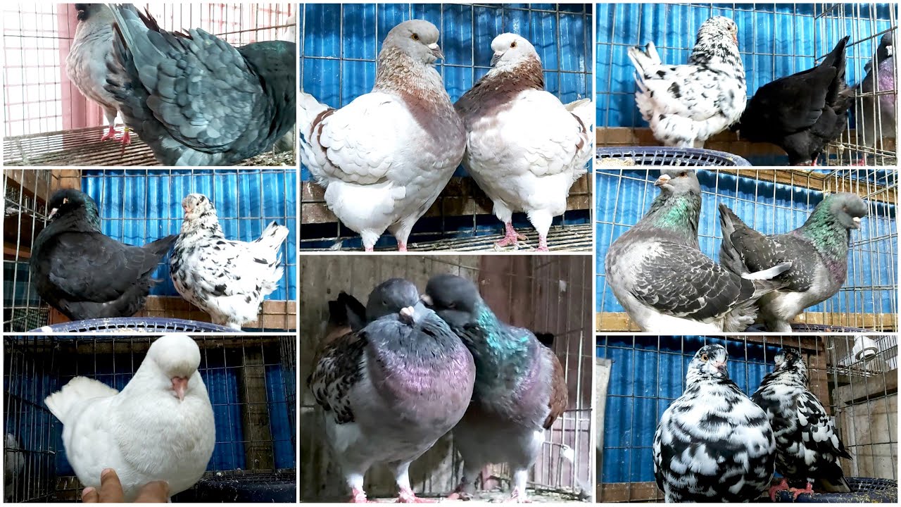 Fancy Pigeon Farm | Most Beautiful KING Pigeon Breeding Loft | Pigeons Video 2021