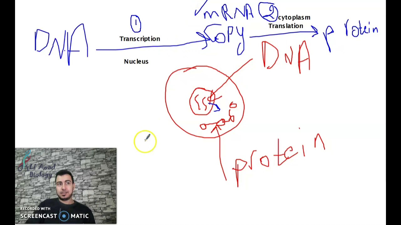 chapter 3: Activity 3: Transcription; first step of proteins synthesis part 1 Grade 11 science