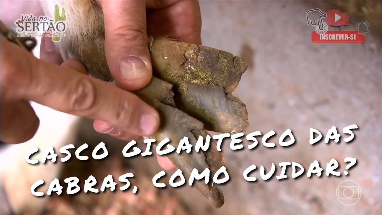 CASCO GIGANTESCO DAS CABRAS, COMO CUIDAR? #cabras #ovelhas #agro