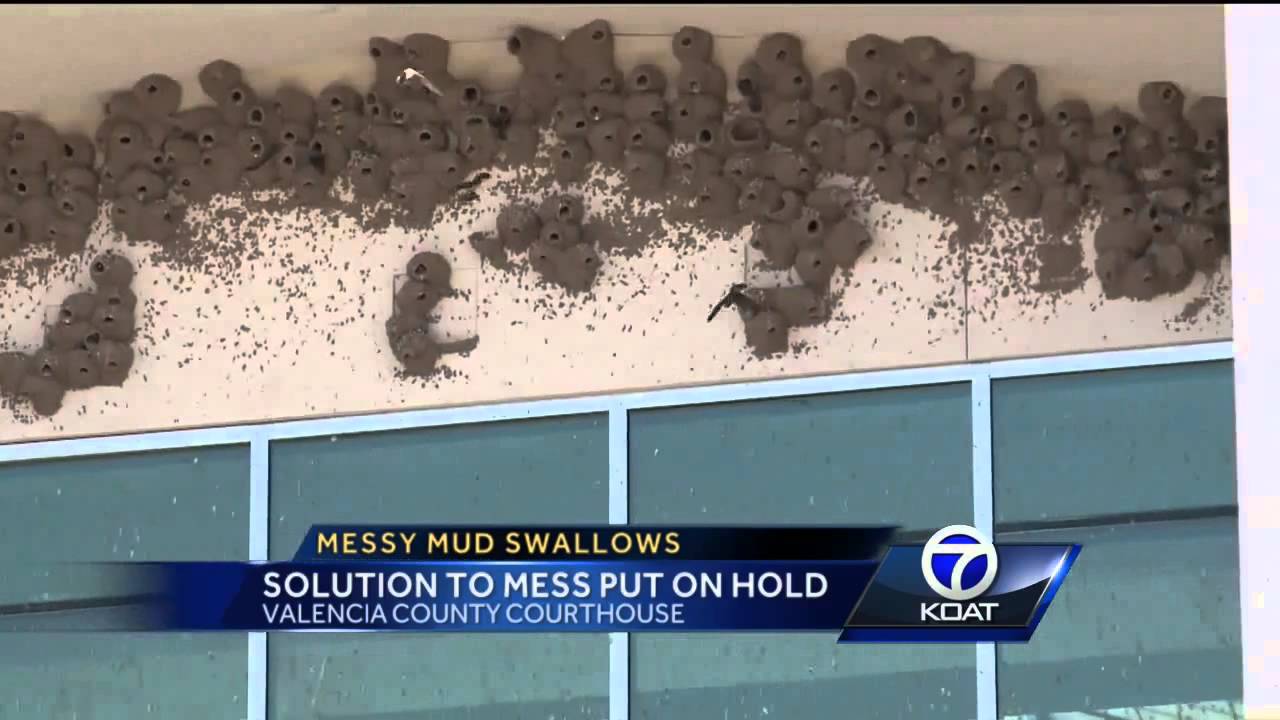 Messy Mud Swallows: Solution to Mess Put On Hold
