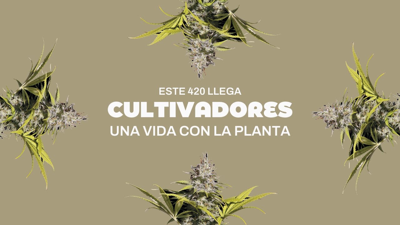 🔴 ESTE DOMINGO llega CULTIVADORES, la primera serie original de REVISTA THC