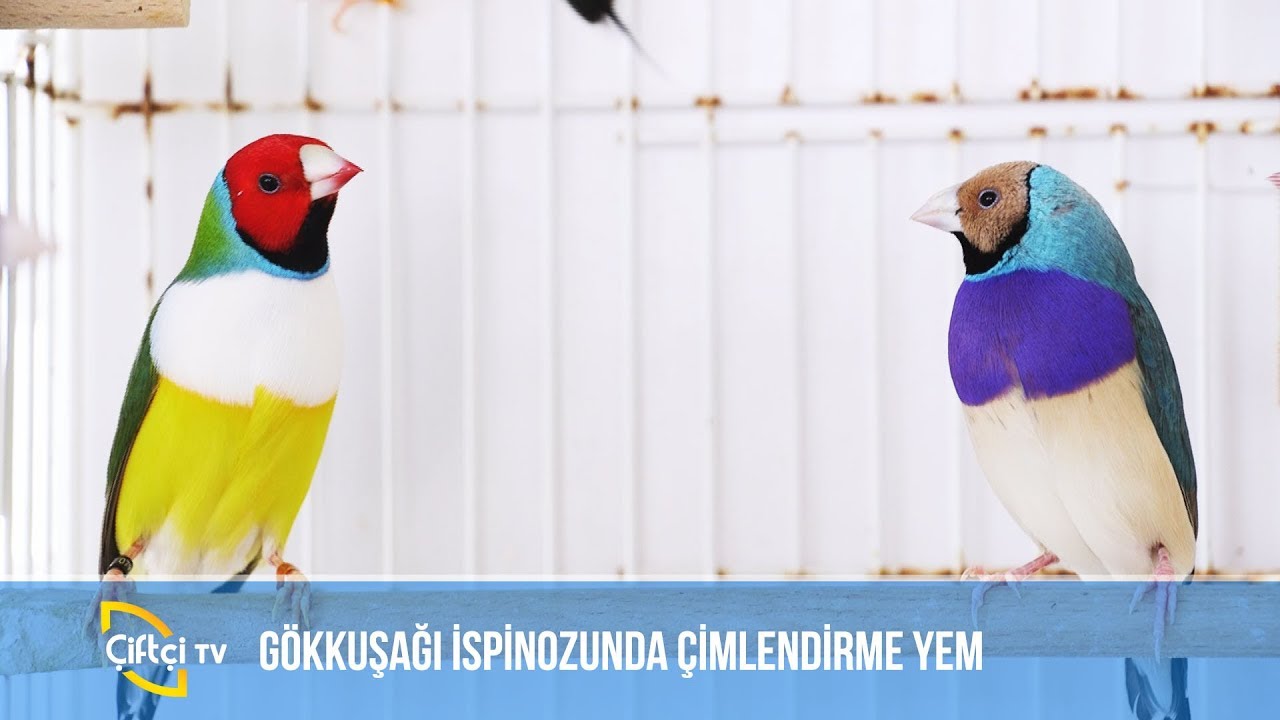 İspinoz İçin Çimlendirme Yem -SÜSLÜ