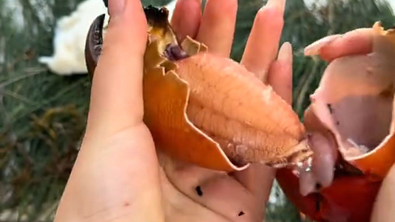 [野生小希】怒闯幽暗密林 ， JK少女大探险#camping #campping #camp