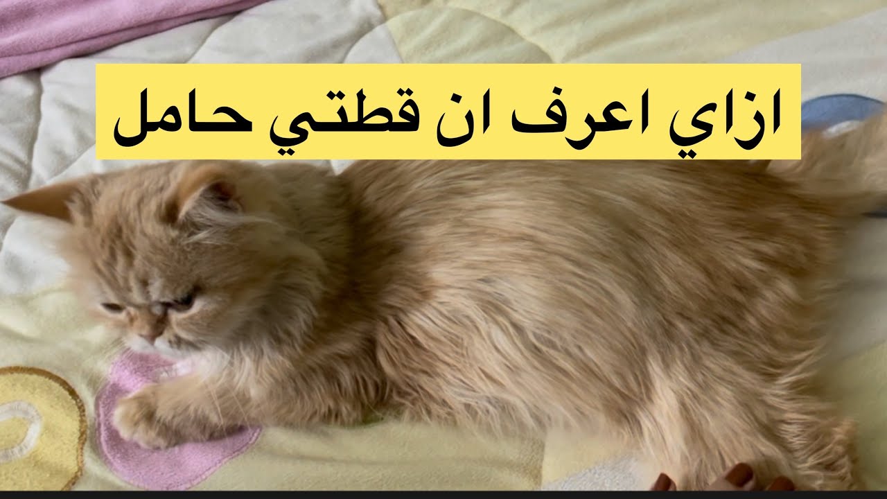 اعراض الحمل عند القطط 🤰🏼😻 ازاي تعرف ان قطتك حامل واد ايه مده حملها