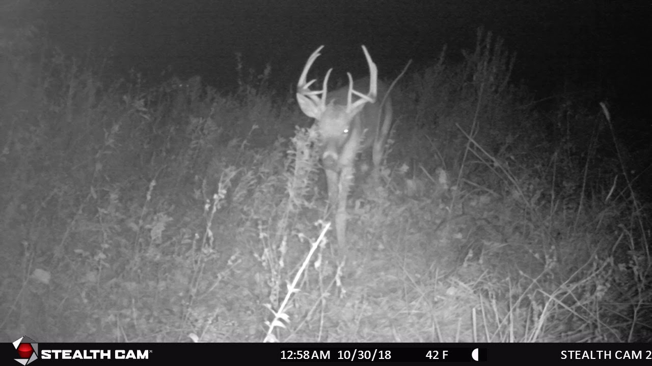 2018-10-30 Last Video of the Brow Tine Buck (before I shot him 2 wks later)