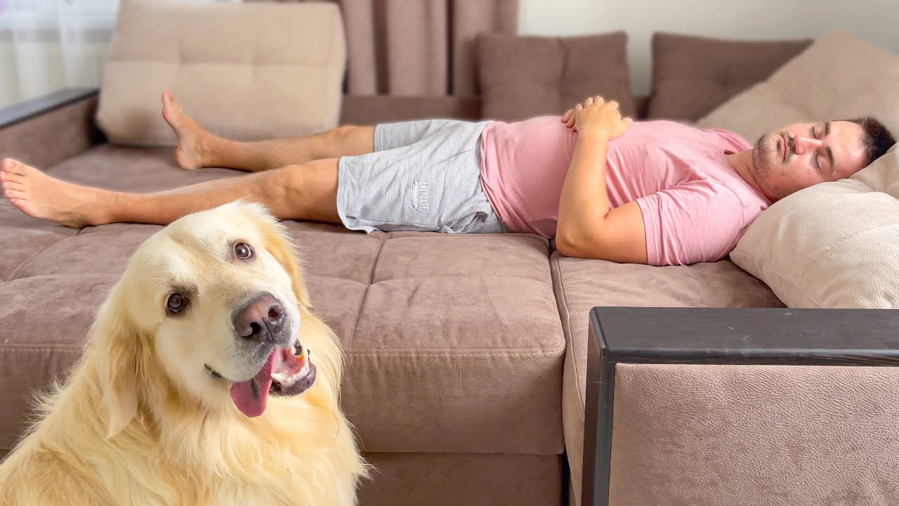 Golden Retriever won't let his lazy human owner sleep during the day