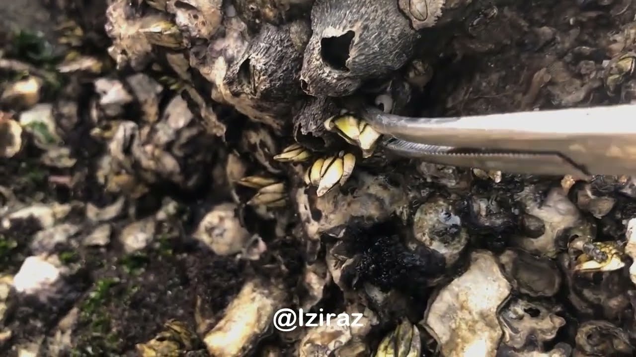 You Know What Is This? Episode 132