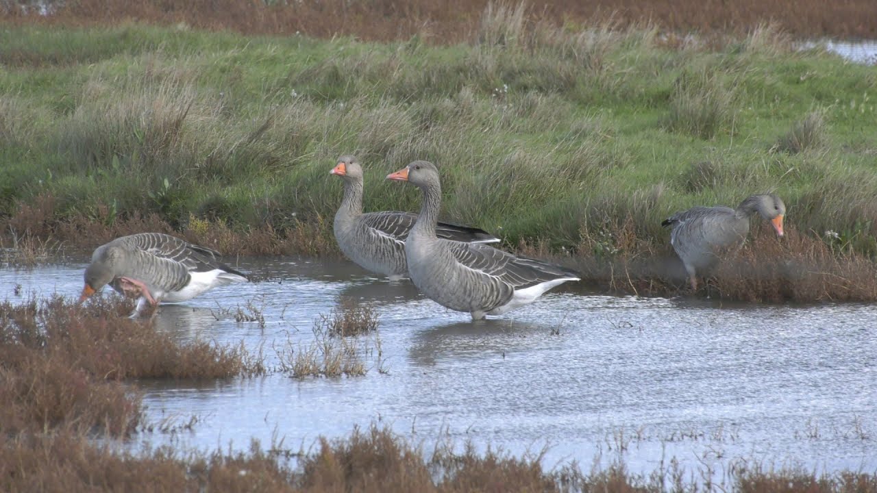 Schouwen-Duiveland, Zeeland Teil 16 - Naturschutzgebiete
