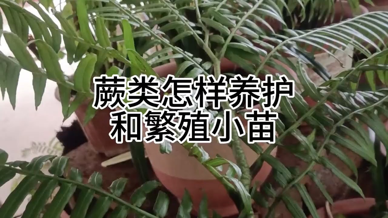 蕨类怎样养护和繁殖小苗 #蕨类植物 #蕨类盆景