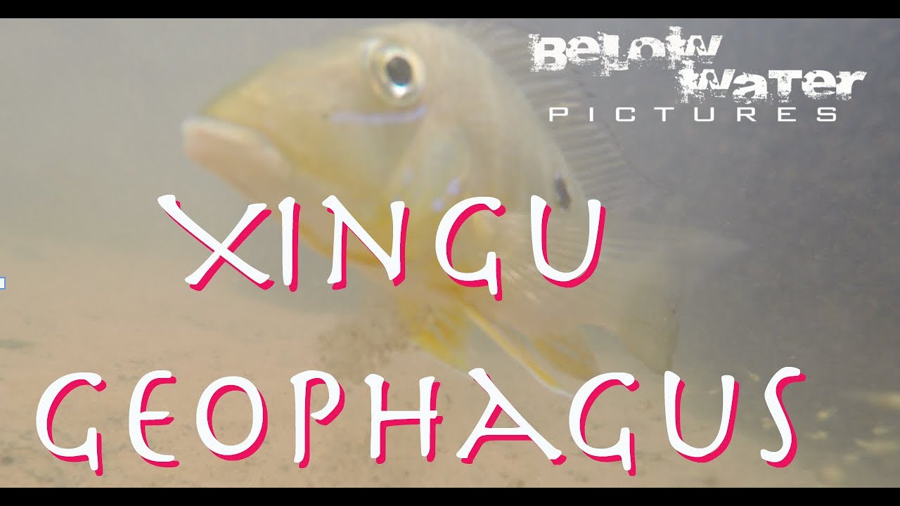 Xingu eartheaters: Geophagus argyrostictus breeding in nature