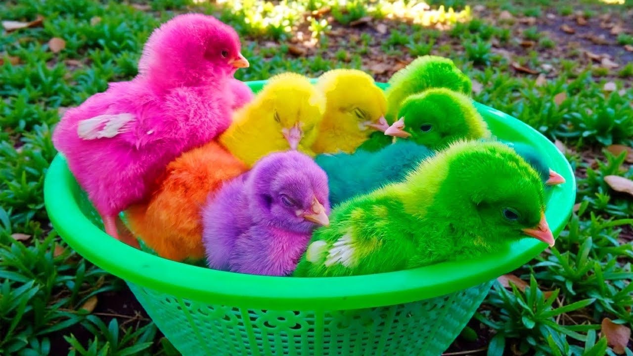 World Cute Chickens, Colorful Chickens, Rainbows Chickens, Cute Ducks, Rabbit, Cute Animals