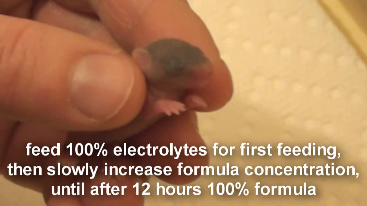 Raising a Baby Mouse 1/10 The First Day
