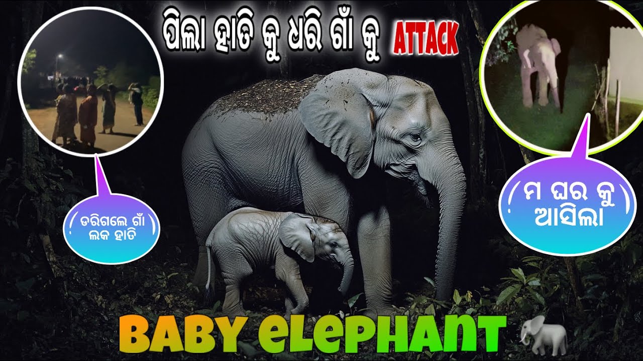 Kandhamal ରେ ହାତି 🐘 attack part -2