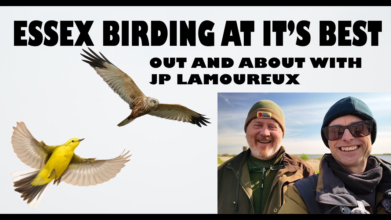 ESSEX BIRDING AT IT'S BEST!