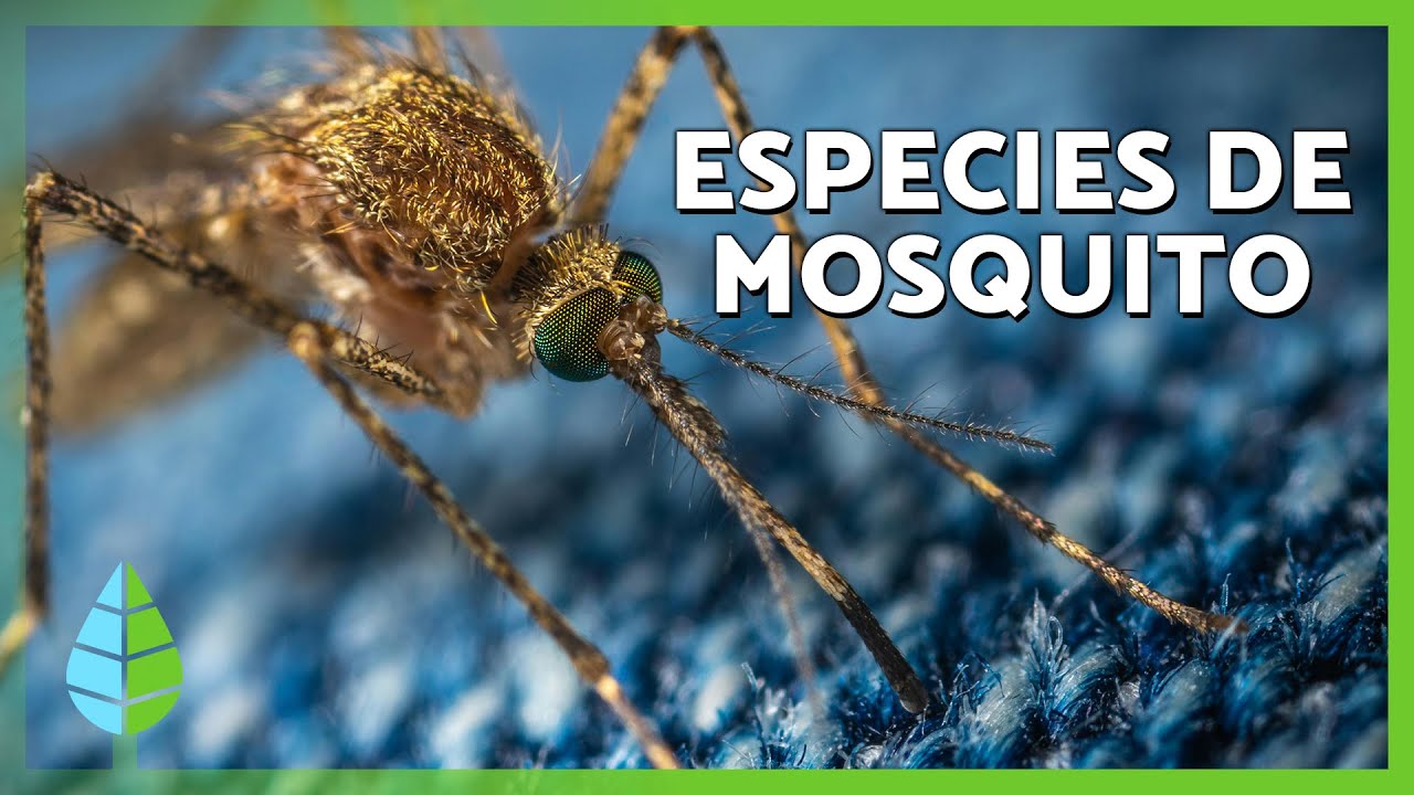 TIPOS de MOSQUITOS 🦟🔍 Conoce las ESPECIES que PICAN y c&oacute;mo evitar sus PICADURAS