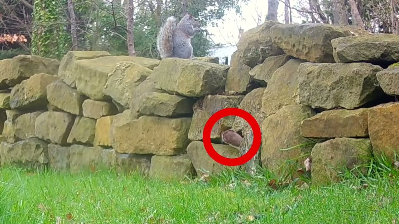 Stoat v squirrel