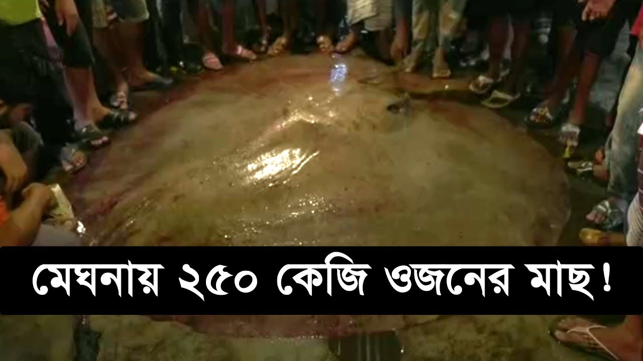 ভৈরবের মেঘনায় ধরা পরলো আড়াইশো কেজি ওজনের মাছ! | Stingray Fish | Bhairab Bazar | Somoy TV