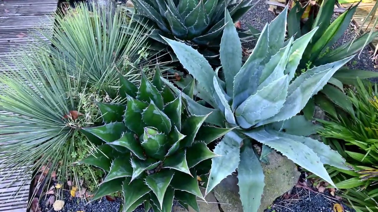 Exotic Gardening UK Yorkshire Kris Episode 119