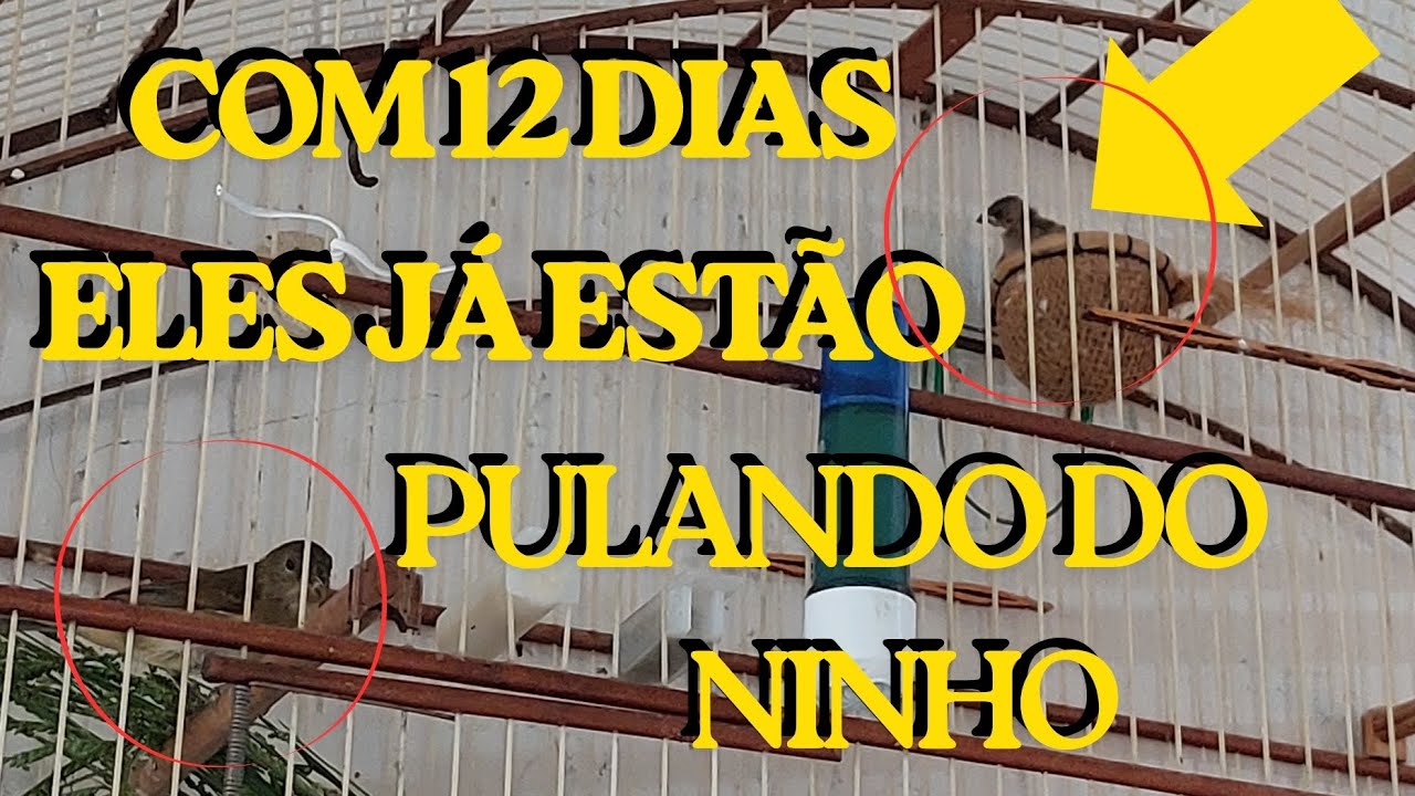 FILHOTE DE COLEIRO SAINDO DO NINHO