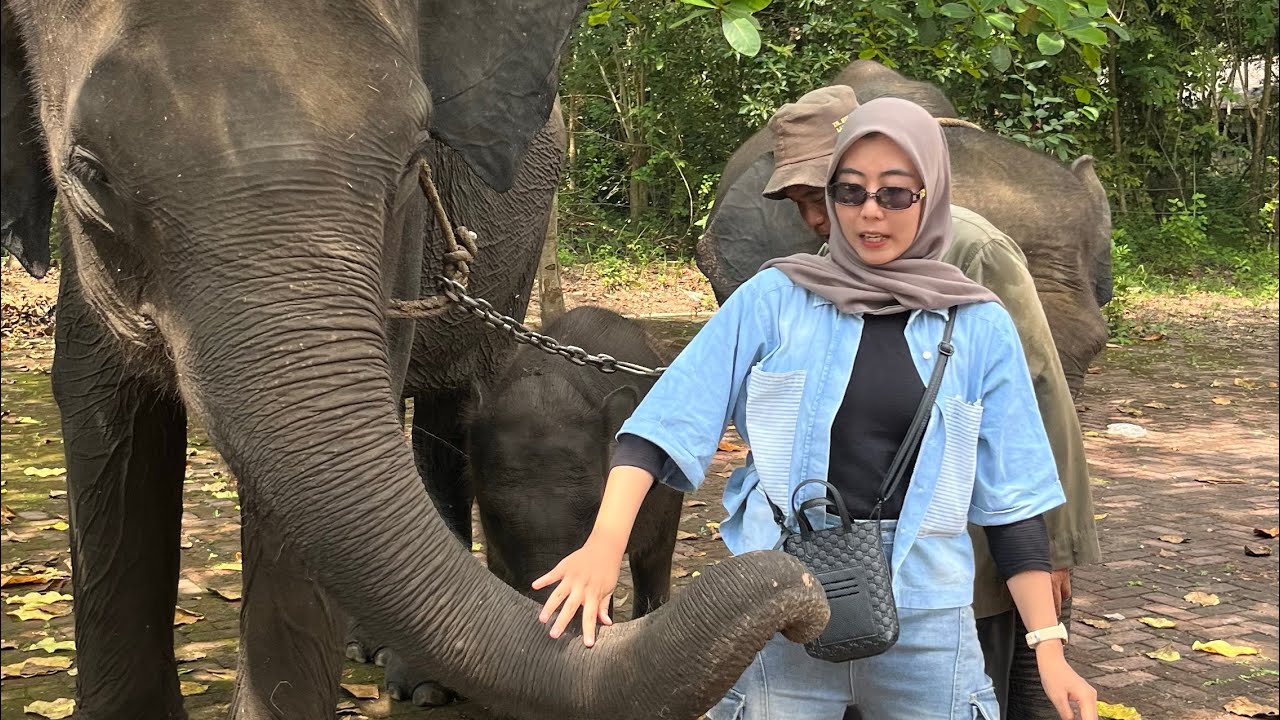 ketemu gajah nisa, erin di way kambas lampung timur #gajaherin #gajah  #gajahlampung